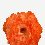 EDICIÓN FLORES WEB (9)