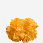 F2C02