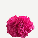 F2C09