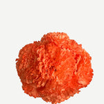 FC05
