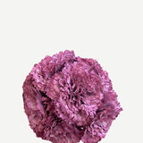 FC19