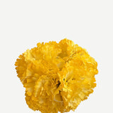 FC23