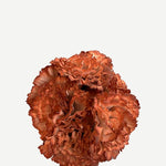 FC24
