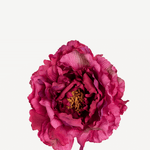 FLOR 2 EDITADO