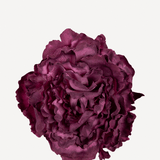 FLOR 22 EDITADO