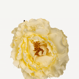 FLOR 4 EDITADO