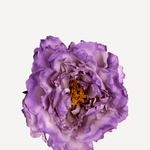 FLOR 9EDITADO