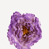 FLOR 9EDITADO
