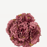 FLOR CLAVEL 64T AQUILLAJE PISTACHO