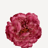 FLOR EDITADO 14