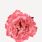 FLOR EDITADO 18