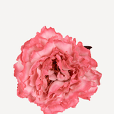 FLOR EDITADO 18