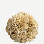 FLOR F02