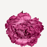 FLOR PEONIA GRANDE 23 EDITADA 10T-99