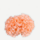 Flor Clavel Doble 24T2-77-The Nook Store