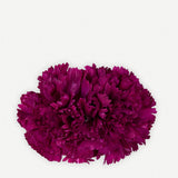 Flor Clavel Doble 24T2-269