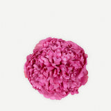 Petite fleur de pivoine 170T-18