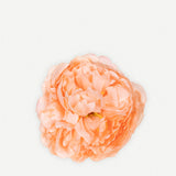 Small Peony Flower 170T-18