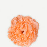 Pivoine moyenne 17T-77