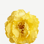 FP04