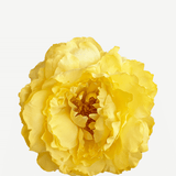 FP04