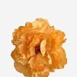 FP05