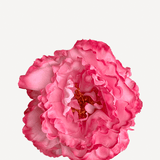 FP17