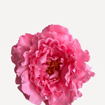 FP18