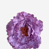 FP21