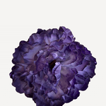 FP24