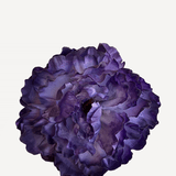 FP24