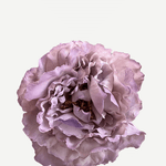 FP25