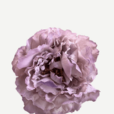 FP25