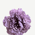FP26