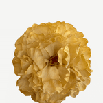 FP42