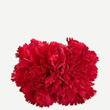 Flor Clavel Doble F2C12