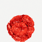 Flor Peonía Mediana 17T-256 (10)