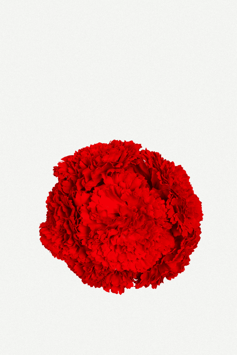 Flor Peonía Mediana 17T-256 (12)