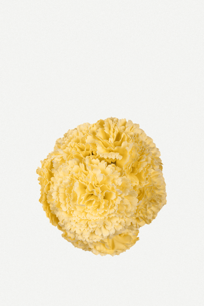 Flor Peonía Mediana 17T-256 (16)