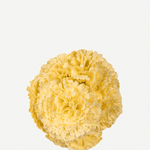 Flor Peonía Mediana 17T-256 (16)