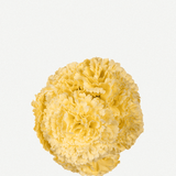Flor Peonía Mediana 17T-256 (16)