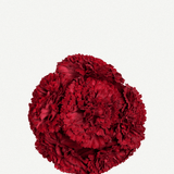 Flor Peonía Mediana 17T-256 (7)