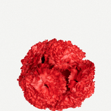 Flor Peonía Mediana 17T-256 (8)
