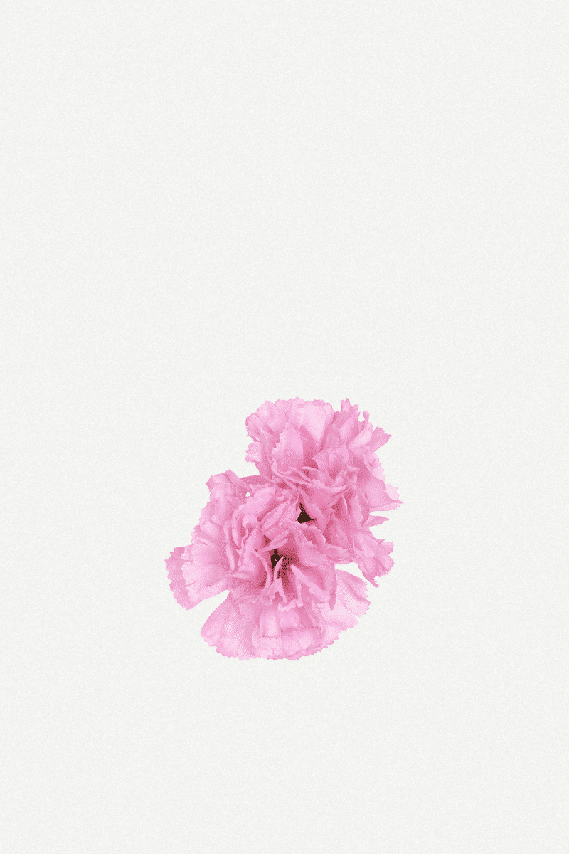 Flor Peonía Mediana 17T-256