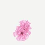 Flor Peonía Mediana 17T-256