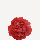 Flor Sinta F03