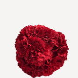 Flor clavel de 6 64T-Rojo P (final)