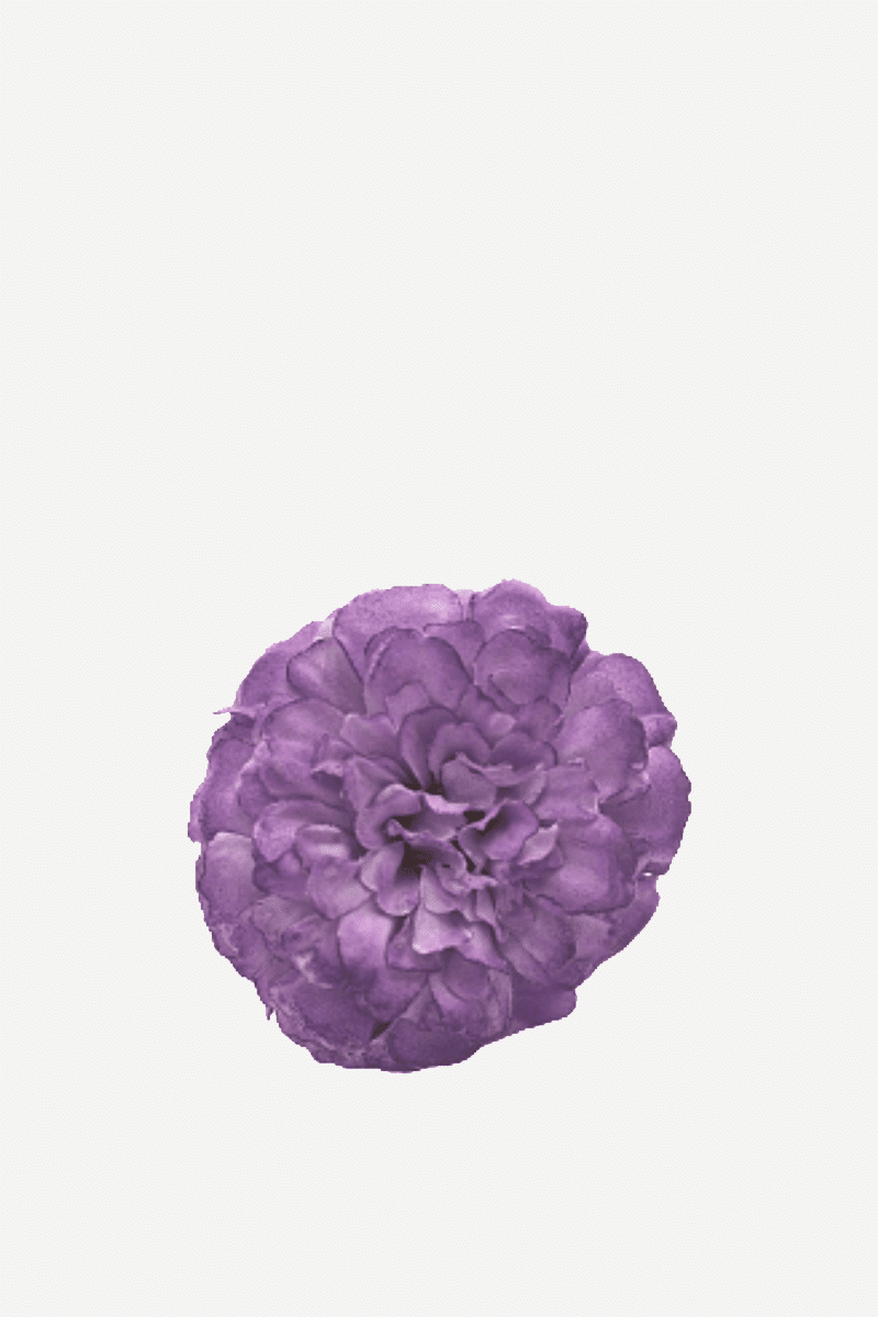 Flor evora 10