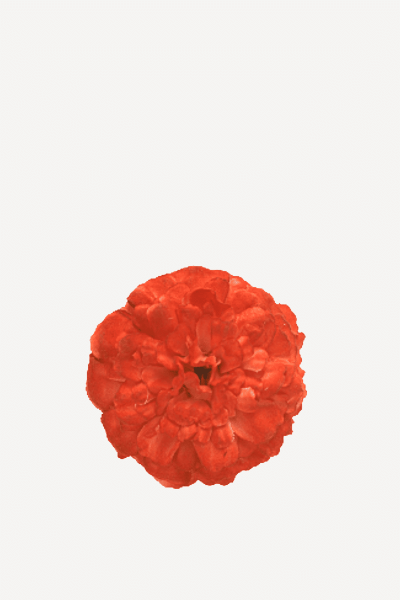 Flor evora 11