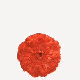 Flor evora 11